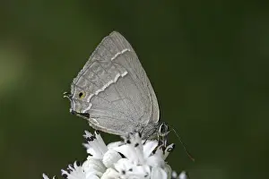 Blue Oaktip Butterfly Prints: Neozephyrus quercus, Quercusia quercus