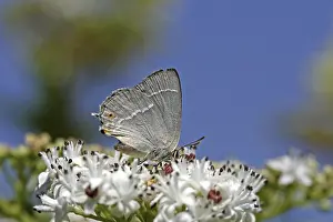 Blue Oaktip Butterfly Prints: Neozephyrus quercus, Quercusia quercus