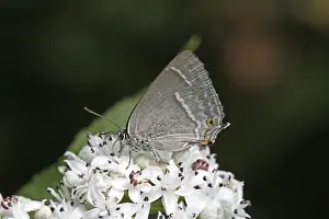 Blue Oaktip Butterfly Prints: Neozephyrus quercus, Quercusia quercus