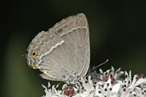 Blue Oaktip Butterfly Prints: Neozephyrus quercus, Quercusia quercus