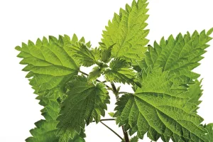 Medicinal Herb Prints: Nettle (Urtica)