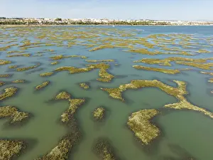 Bird Reserve Nature Reserve Spain Prints: Network of channels and streams at low tide