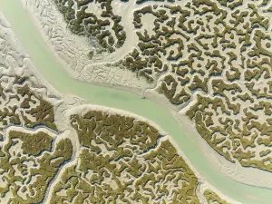 Andalusia Nature Reserve Prints: Network of channels and streams at low tide