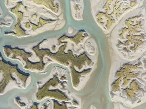 Wetland Biotope In Europe Prints: Network of channels and streams at low tide