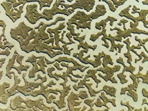 Bird Reserve Aerial Photography Prints: Network of channels and streams at low tide