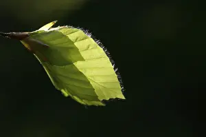 Green Plant Parts Prints: New beech leave in spring