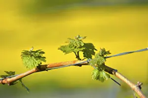 Wine Growing Region Acreage Prints: New budding on the vine in spring