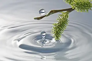 Deserted Waterfront Landscape Prints: New spring buds at the water with reflection