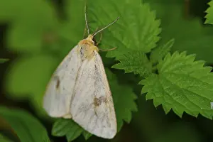 Green Leaf Insect Habitat Prints: Nice grey moth on the green leaf
