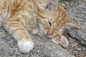 Feliformia Mammal Photo Prints: Nice rusty sleeping kitten on the stone