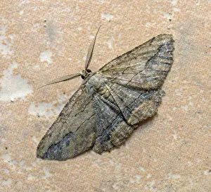 Pterygote Insect Natural Habitats Prints: Night brown moth