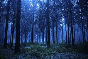 Thuringia Germany Landscape Photography Prints: Night scene of autumn forest in Thuringia