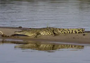 Natural Wildlife Habitats Prints: Nile crocodile