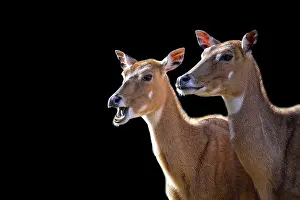 Deserted Landscape Photo Prints: Two Nilgai on a black background