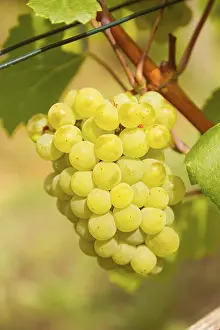 German Vineyard Prints: Noble grapevine (Vitis vinifera subsp)