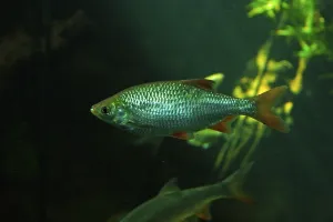 Underwater Animal Photography Prints: Nose