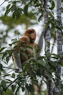 Nature Reserve Conservation Area Prints: Nose monkey hanging on tree, Tanjun Puting National Park