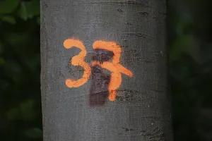 Fagaceae Family Tree Images Prints: Number 37 sprayed on a beech stem in orange