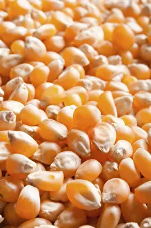 Agricultural Patterns Prints: Numerous orange corn kernels gathered closely