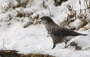 Prints of Nutcracker, (Nucifraga caryocatactes), winter, food, nut, Pinzgau Spotted Nutcracker Prints: Nutcracker Print: Winter Scene with Food and Nuts in Pinzgau