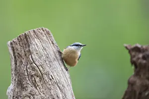 Wood Nuthatch Habitat Prints: Nuthatch bird in tree