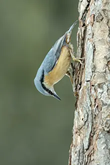 Austrian Wildlife Photos Prints: Nuthatch (Sitta europaea), head down on a pine tree
