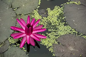 Central Europe Botanicals Prints: Nymphaea 'Red Flare'