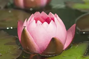 Nymphaea Prints: Nymphaeaceae Water Lily Print