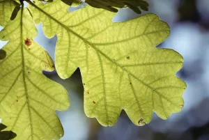 Backlit Oak Tree Prints: Oak leaf