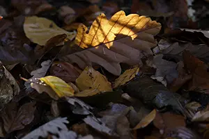 Fall Season Images Prints: Oak leaf, backlight