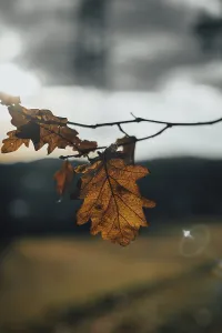 Autumn In Niederosterreich Prints: An oak leaf against the sun shows the fine leaf structures