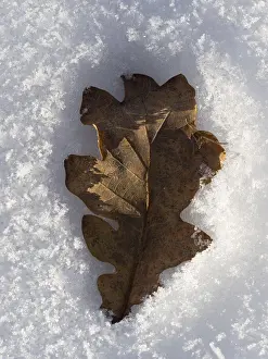 Deserted Plant Scene Prints: An oak leaf has sunk into the snow