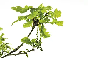 Indoor Plant Photography Prints: Oak pollen