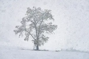 Deciduous Tree In Snow Prints: Oak (Quercus), tree during heavy snowfall