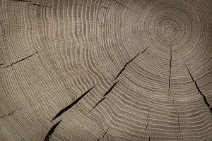 Deciduous Tree Pattern Prints: Oak Texture On Cross Section