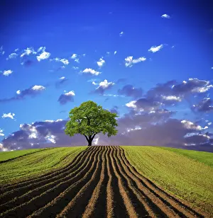 Oak Trees In Agriculture Prints: Oak tree