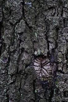 Nature Flora Images Prints: Oak tree bark (Quercus)