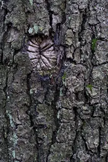 Oak Tree Bark Prints: Oak tree bark (Quercus)