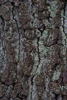 Close Up Of Tree Bark Prints: Oak tree bark (Quercus)