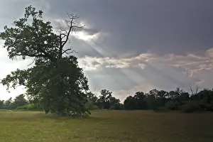 Deciduous Tree Landscape Photography Prints: Oak tree in evening light in the Elbe floodplain