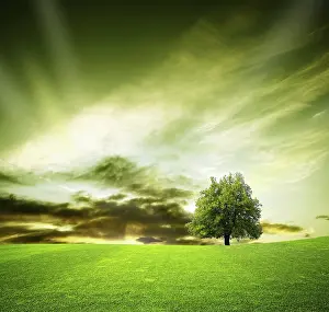 Morning Sunrise Atmosphere Prints: Oak tree in a field at sunset