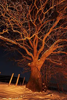Nature Photography Germany Prints: Oak tree in light of camp fire