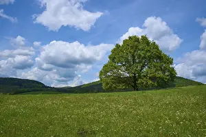 Lower Franconia Scenery Prints: Oak tree, Meadow, Flowering, Clouds