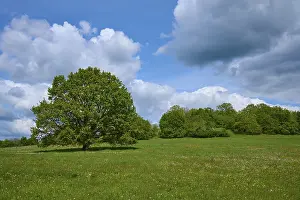 Bavaria Nature Park Prints: Oak tree, Meadow, Flowering, Clouds