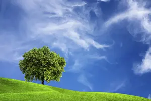 Ecological Oak Trees Prints: Oak tree in nature