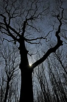 Travel Photography Forest Scenes Prints: Oak, tree, nature, forest, backlight