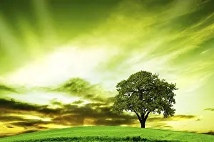 Rural Landscape Prints: Oak tree in summer