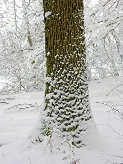 Deciduous Tree Photography Prints: Oak in winter with snow