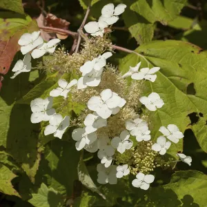 Oakleaf Hydrangea Prints: Oakleaf Hydrangea (Hydrangea quercifolia)