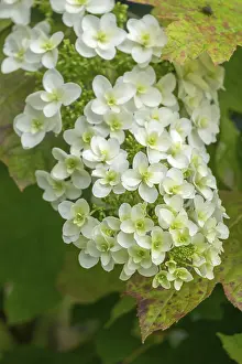 Oakleaf Hydrangea Prints: Oakleaf hydrangea (Hydrangea quercifolia)